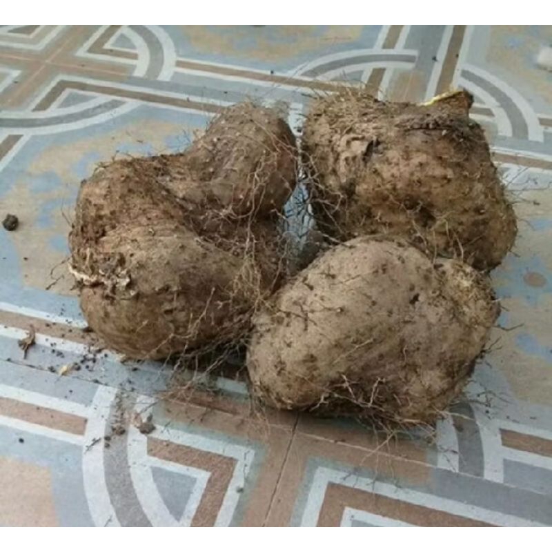 

Umbi gading segar 1kg