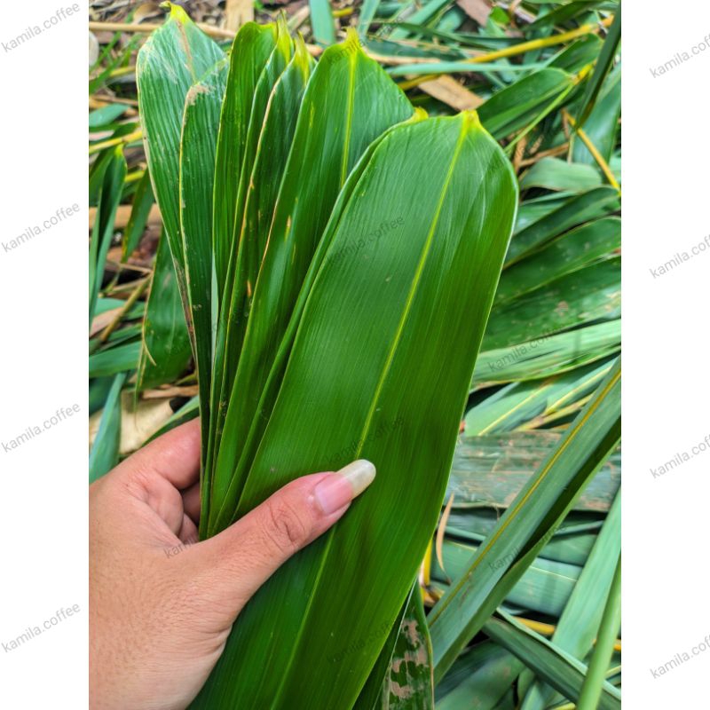 

Daun Bambu Segar perLembar helai untuk Bungkus Backang Bakcang Bacang siap petik (COD)