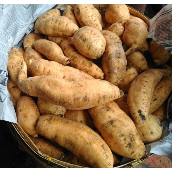 Ubi Bakar madu cilembu Asli Matang (oven) 1 kg