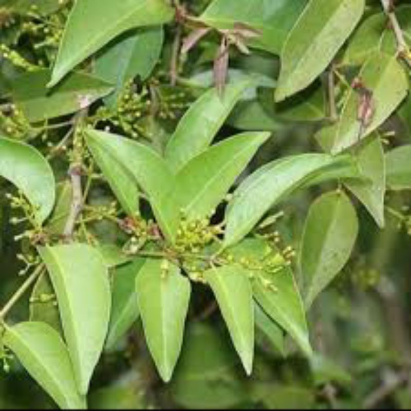 

daun benalu mangga 500 grm
