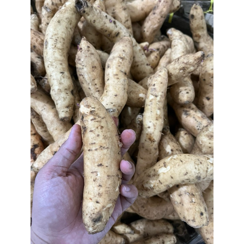 

UBI CILEMBU MADU ASLI SUMEDANG MENTAH uk Arben 1 KG