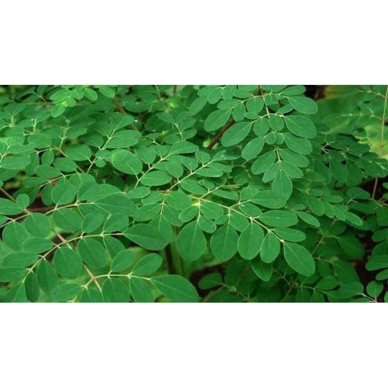 

daun kelor segar 500grm untuk kanker