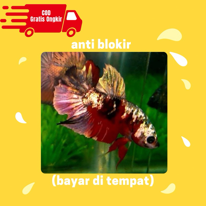 hiasan cupang nemo koi copper gold