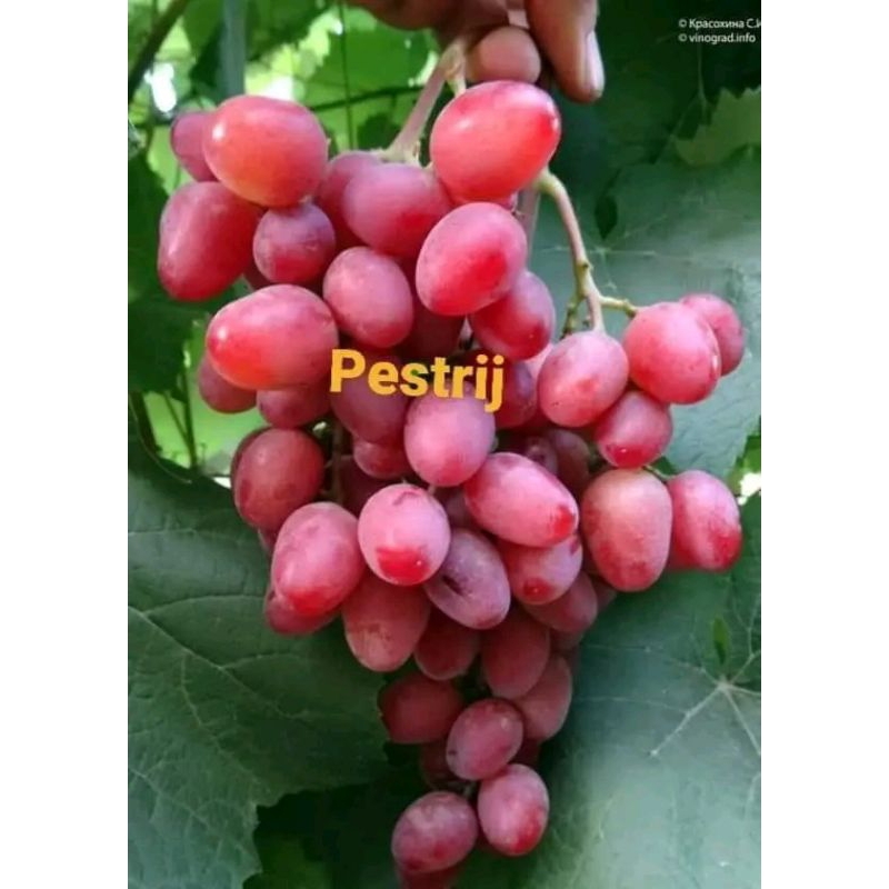 

BIBIT anggur import varian pestrij