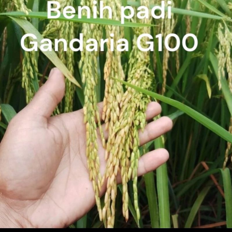 Benih padi GANDARIA G100 , kemasan 1kg