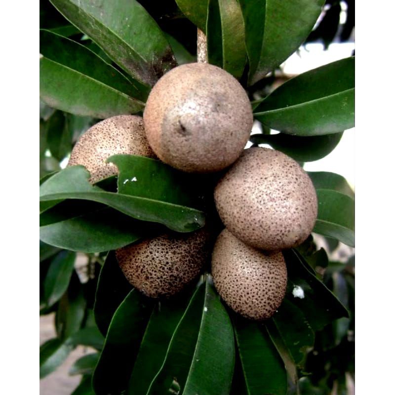 

Buah sawo muda/pentil sawo 1kg petik langsung