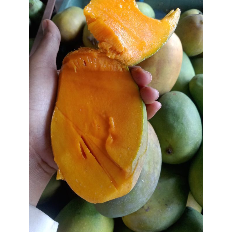 

manggagadungsibon