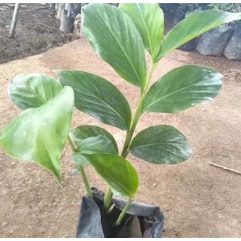 BIBIT/BENIH KAPULAGA