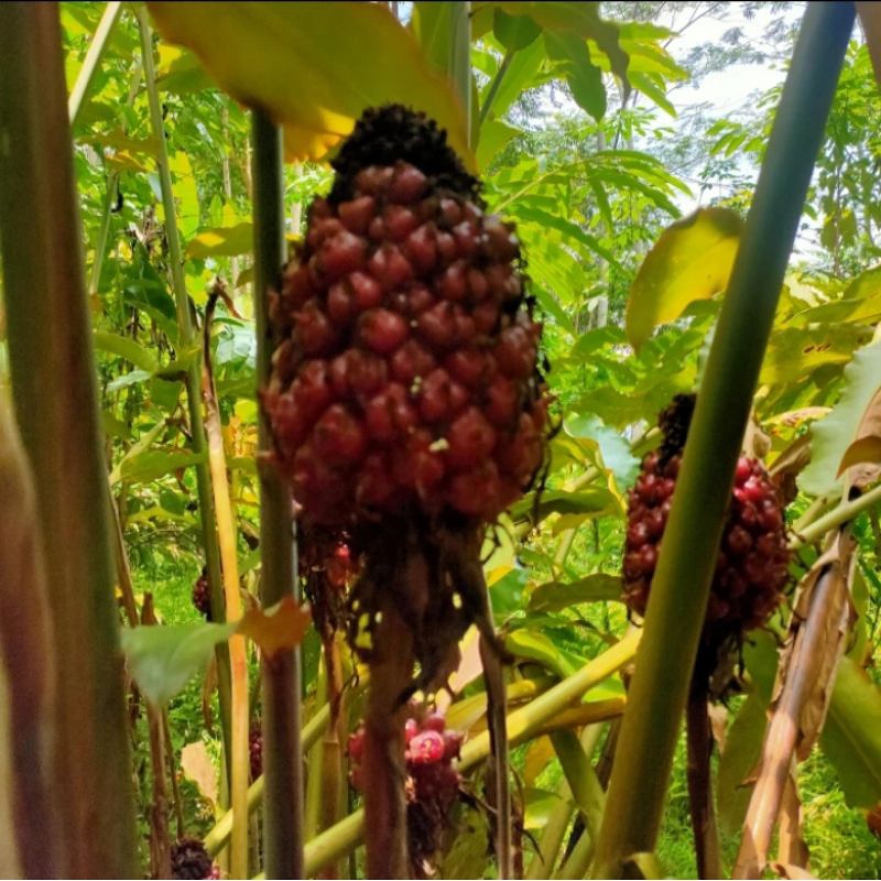 

BUAH KECOMBRANG/BUAH HONJE SEGAR 1KG