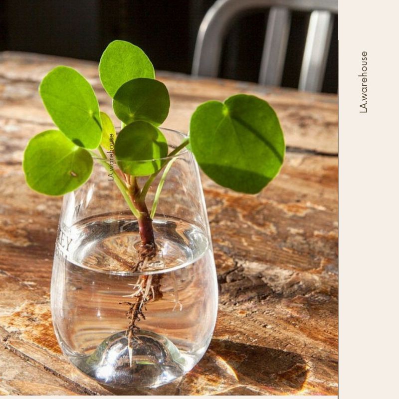 vas bunga kaca bulat / vas bunga kaca aesthetic