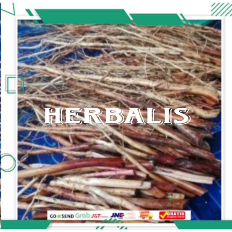 

Promo 500gr akar pinang muda segar fres siap di gunakan