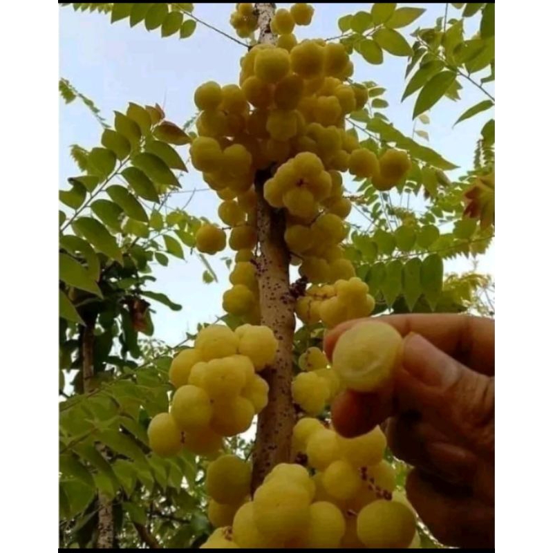 

TERMURAH! BUAH CEREMAI SEGAR 1KG