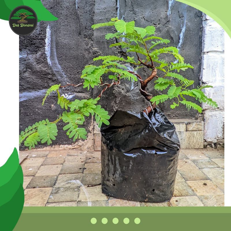 Bahan Bonsai Asem jawa