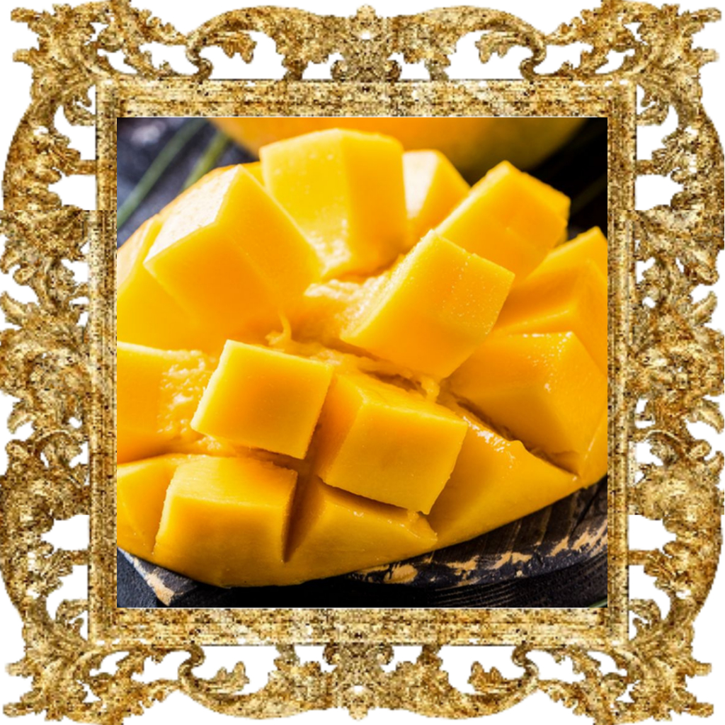 bibit mangga okulasi