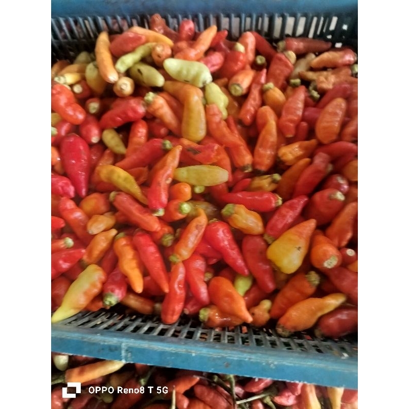 

Rawit merah TDK ada tangkai 250grm