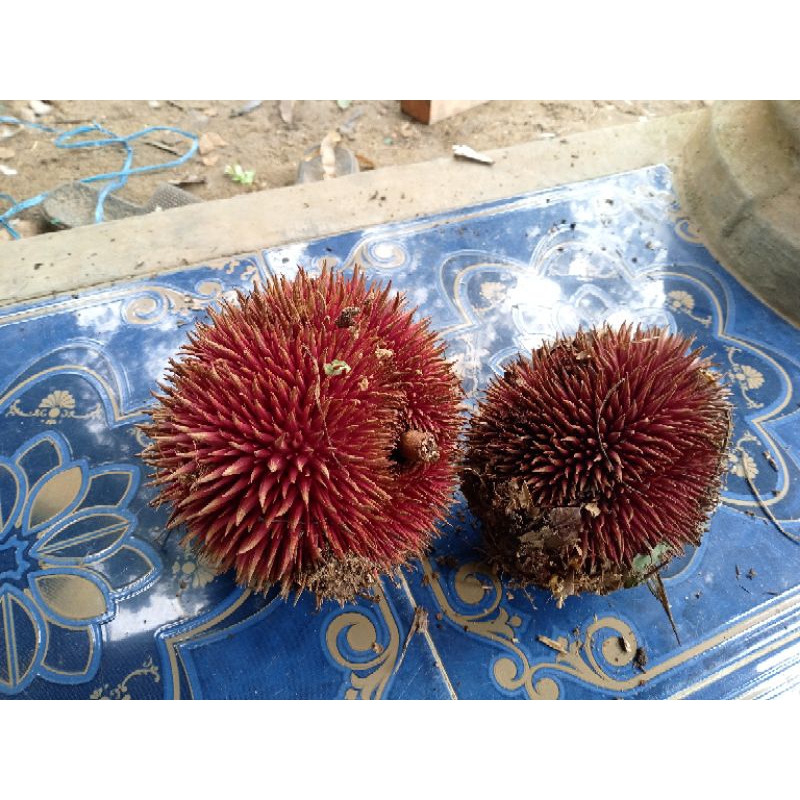 

Buah Lahung , Payung , durian hutan kalimantan perbuah cocok untuk bibit.