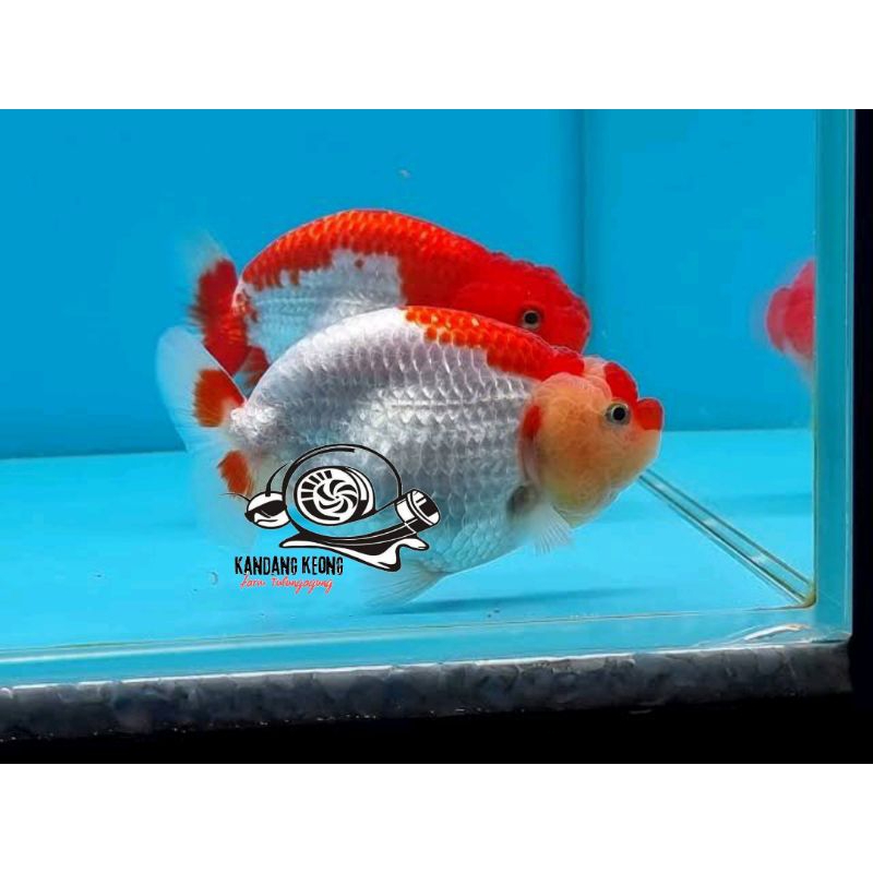 Bendera merah putih ranchu rw perlengkapan keluarga