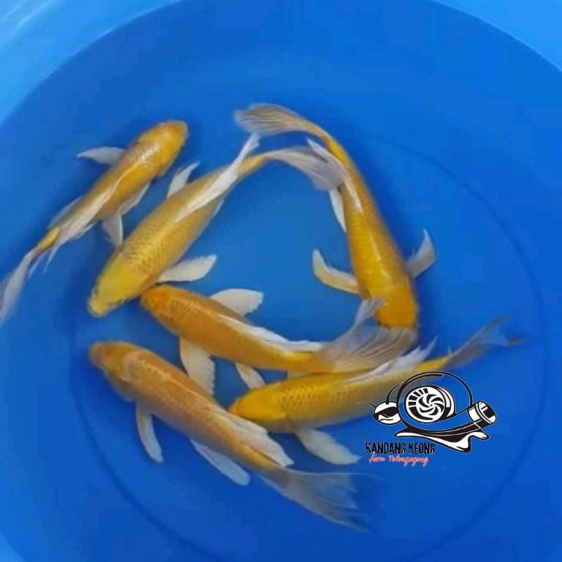 hiasan taman kuning ogon koi slayer 11-14 cm dekorasi rumah