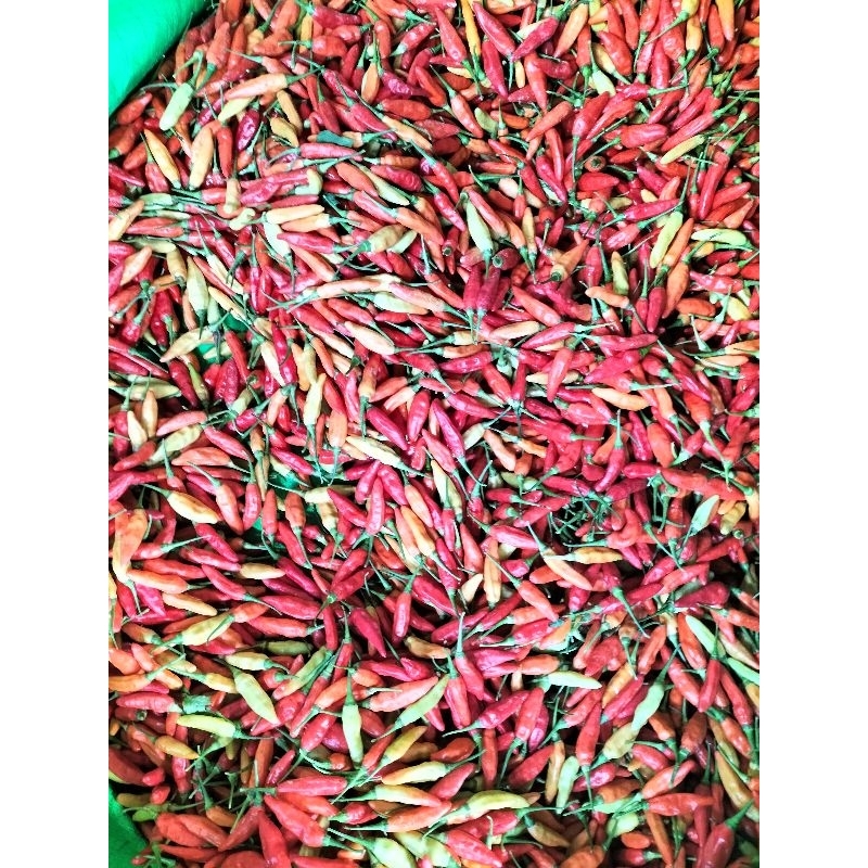 

Cabe Rawit ORI merah menyala