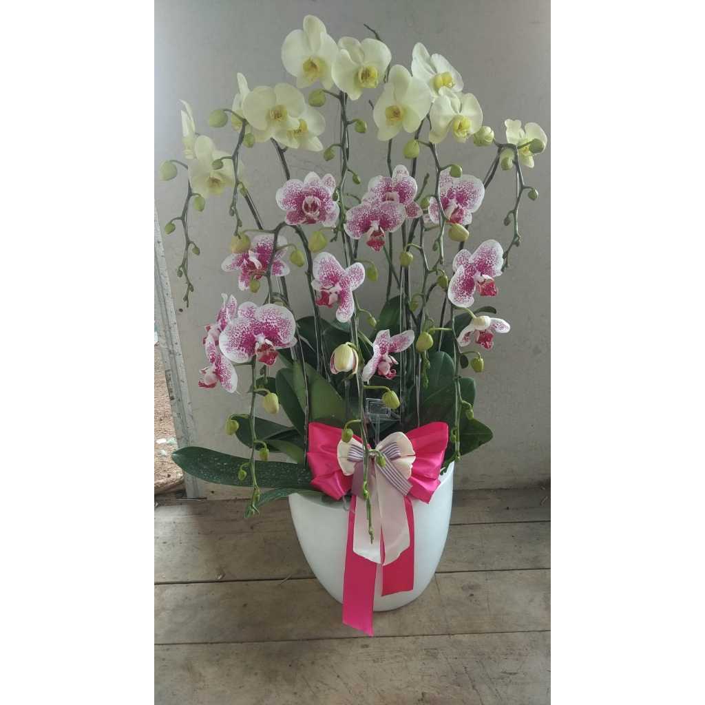 Tanaman Anggrek - Tanaman Bunga Anggrek Hias beserta pot