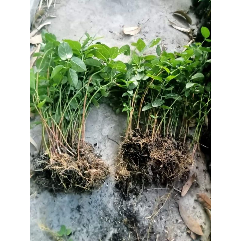 Bibit bahan bonsai Sancang stek sancang