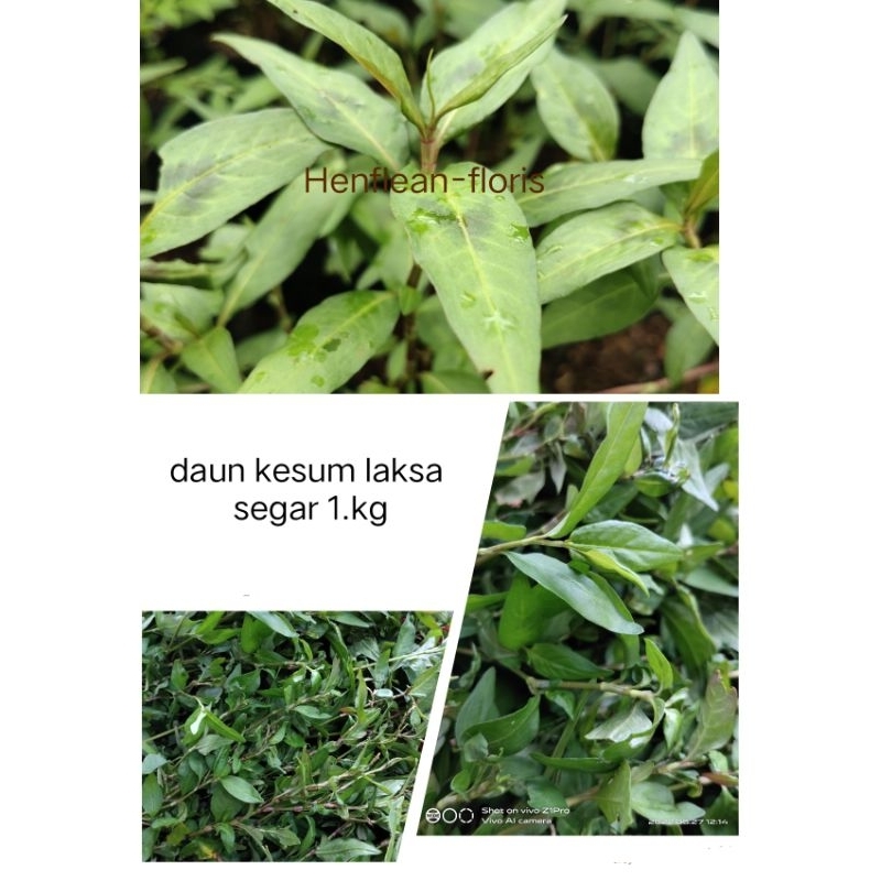 

DAUN KESUM LAKSE segar/organik di petik langsung DAUN HERBAL 1.KG