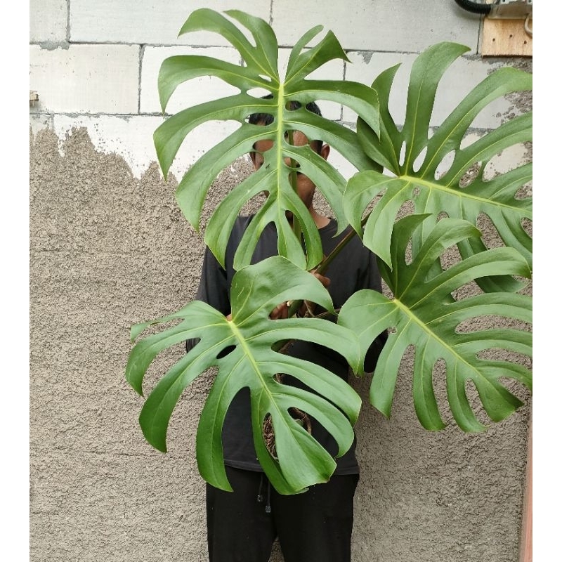 Monstera Brazilian Form