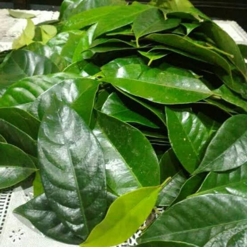 

Daun pala segar 100gr