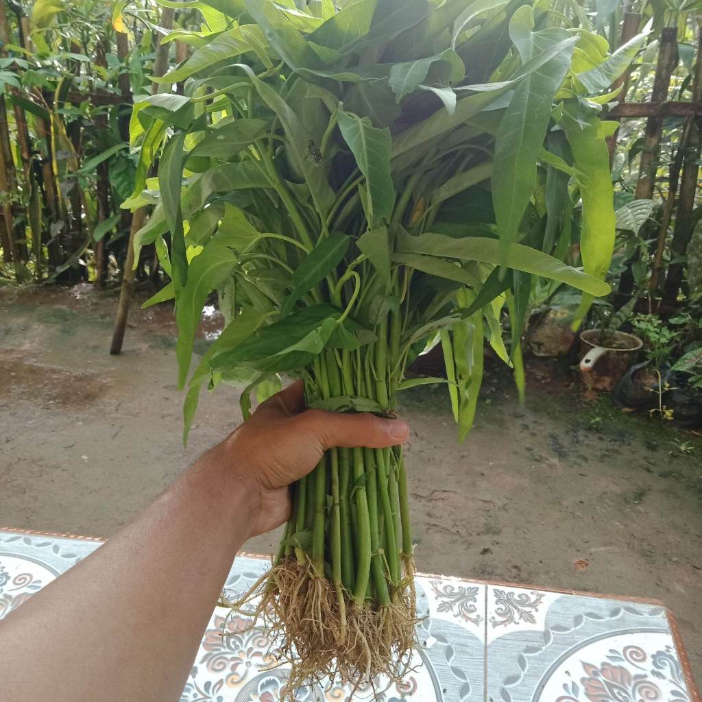 

Kangkung Segar 1 Ikat Besar