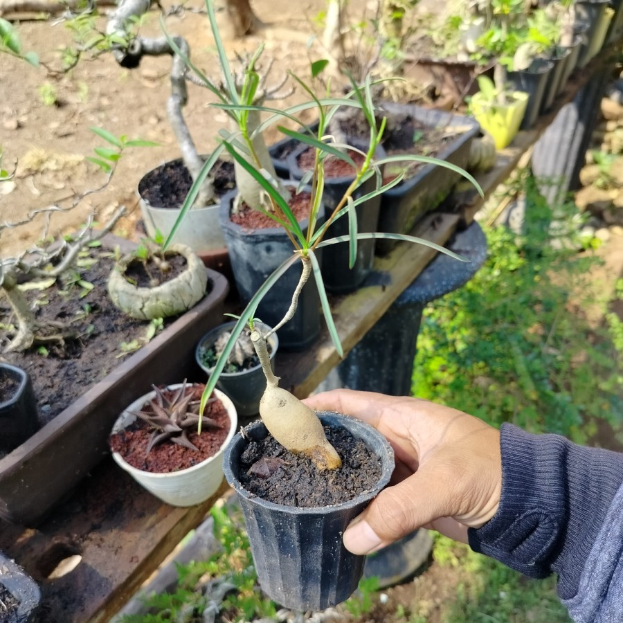 BIBIT BAHAN BONSAI IMPORT Euphorbia Hedyotoides Caudex di pot bonsai