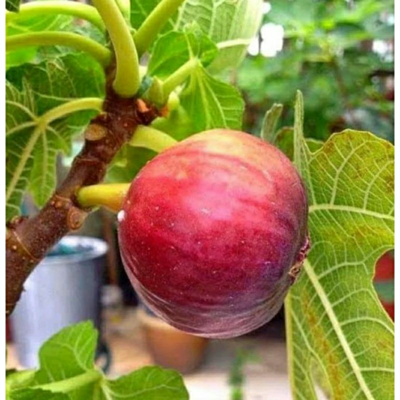 Bibit Buah Tin Merah