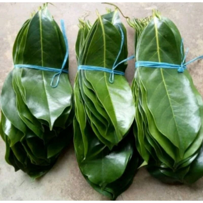 

daun sirsak segar isi 100 lembar