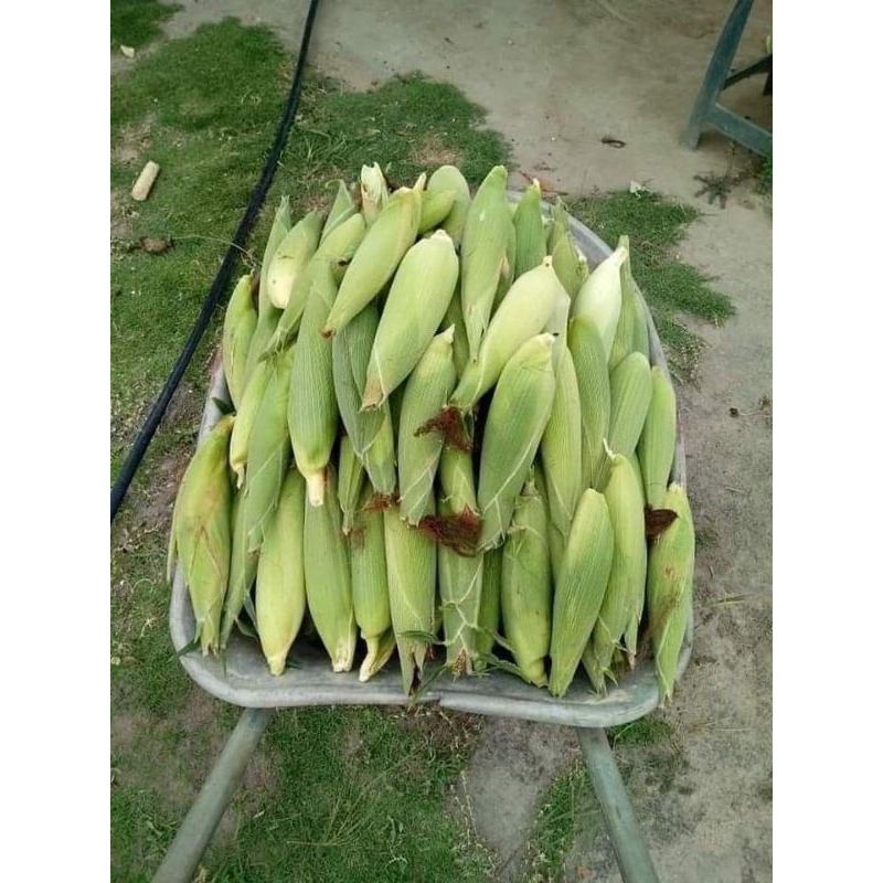 

jagung manis ukuran besar/sedang bagus fresh harga terjangkau dan kualitas terjaga