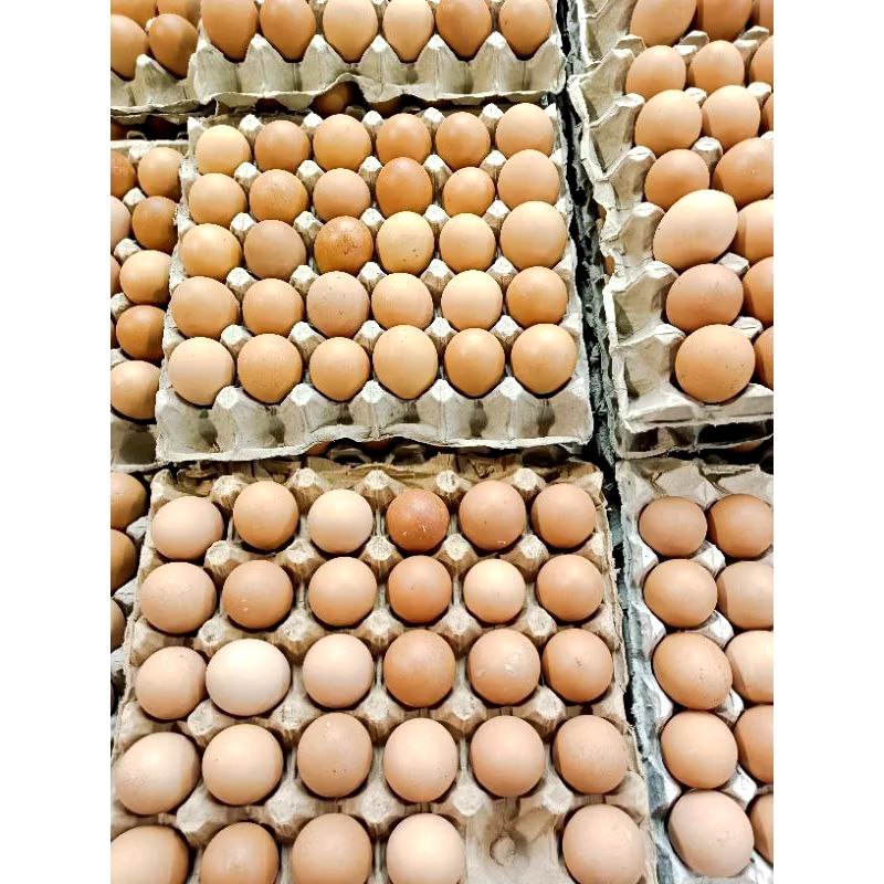 

Telur Ayam Negeri fresh 15 Kg - TAMBUN