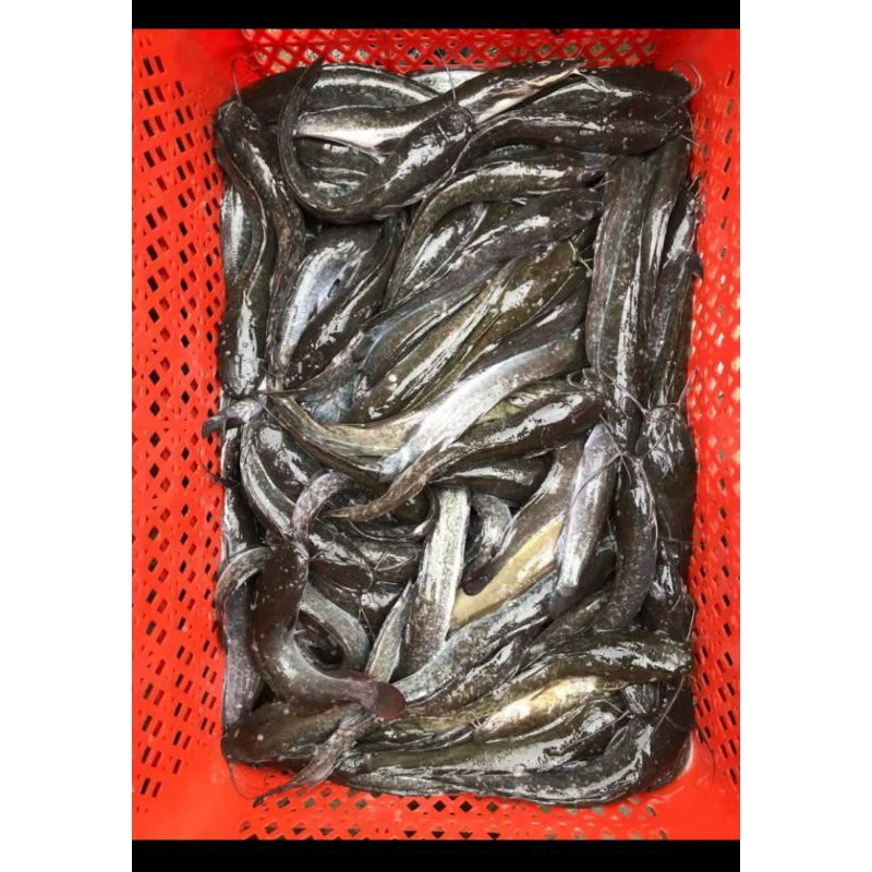 

ready stok ikan lele ukuran jempol kaki isi 5 ekor