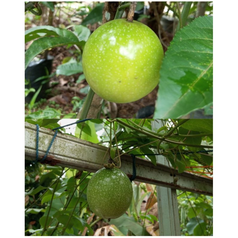 Buah Markisa 1kg