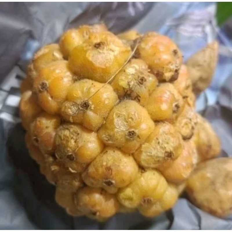 

Asam Cikala / Buah kecombrang / patikala segar 500gr 1000gr