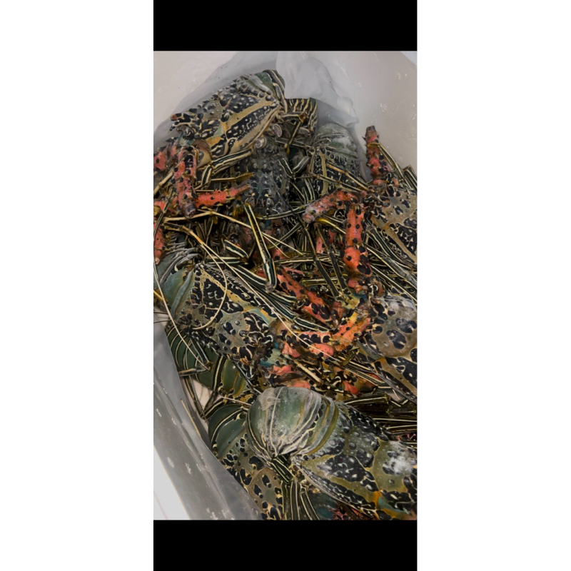 

LOBSTER BAMBU LAUT 1-2 EKOR PER KG