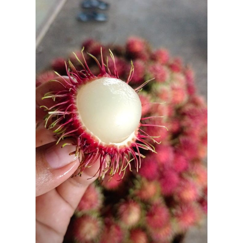 

Rambutan Binjai ASLII