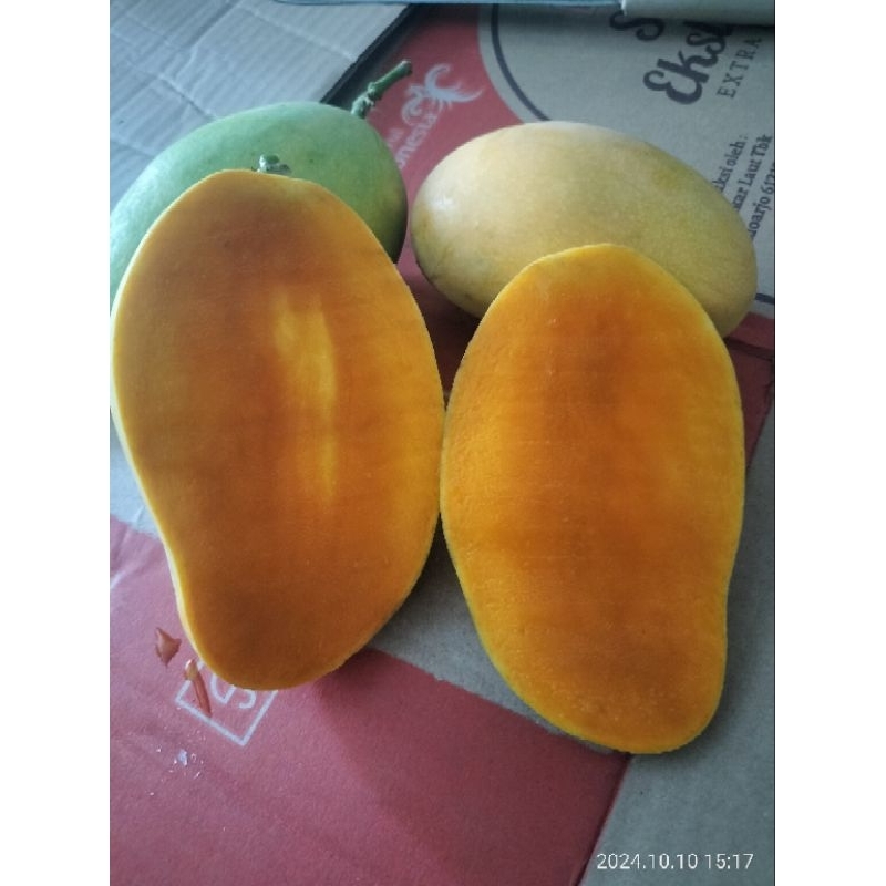 

mangga Podang fresh buah siap dipanen dari pohon