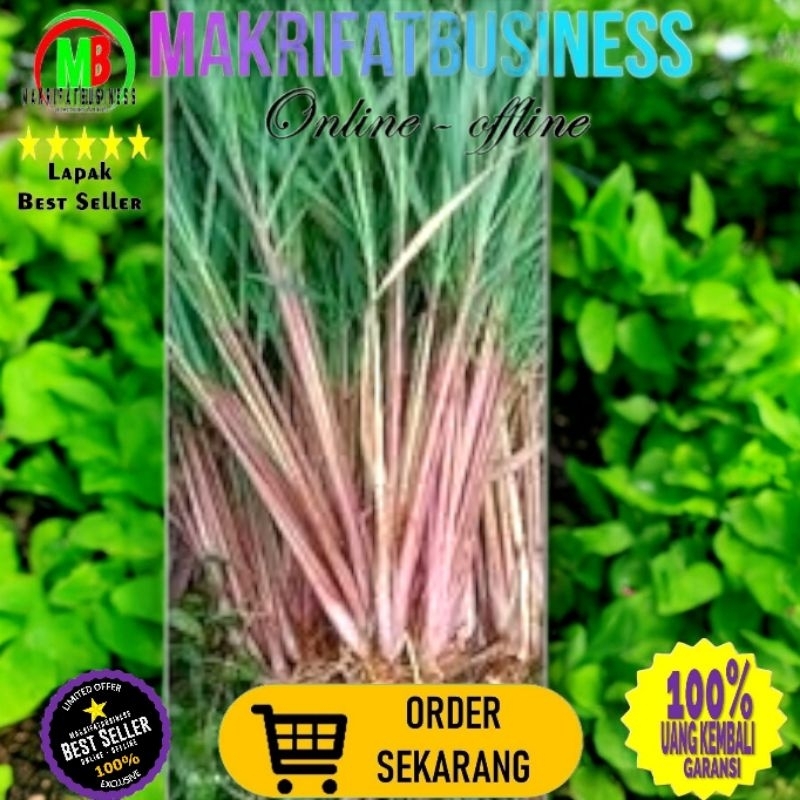 

MAKRIFATBUSINESS Paket 500 gran SERAI SEREH MERAH Daun dan Akar Siap Untuk Obat Herbal atau Siap Tanam
