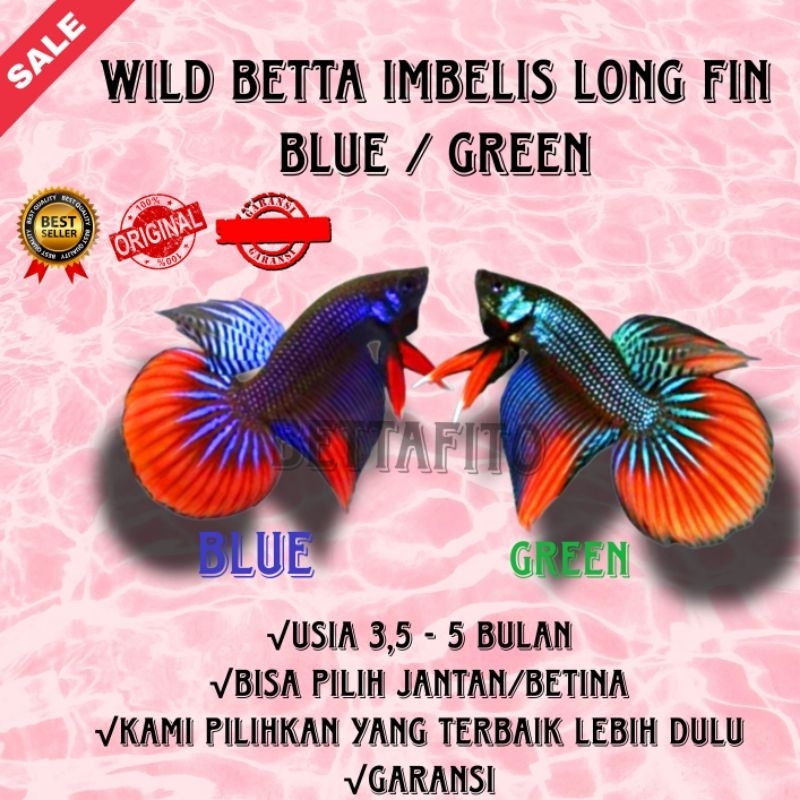 ikan cupang wild betta imbelis long fin