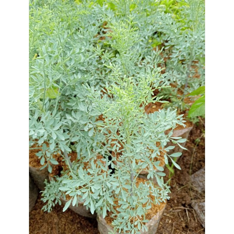 Bibit tanaman daun inggu tanaman herbal