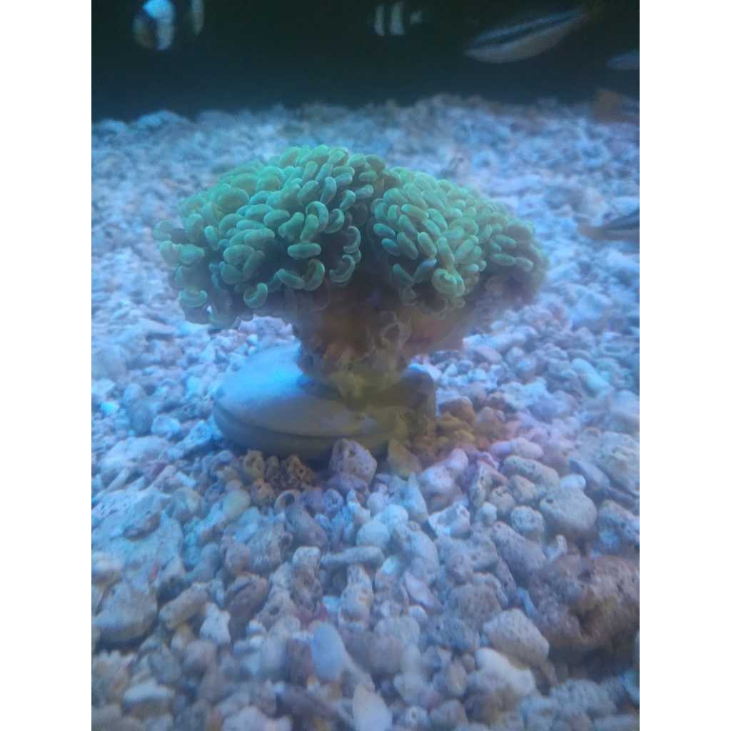 Siwalan Hijau [FRAG] - Green Hammer Coral