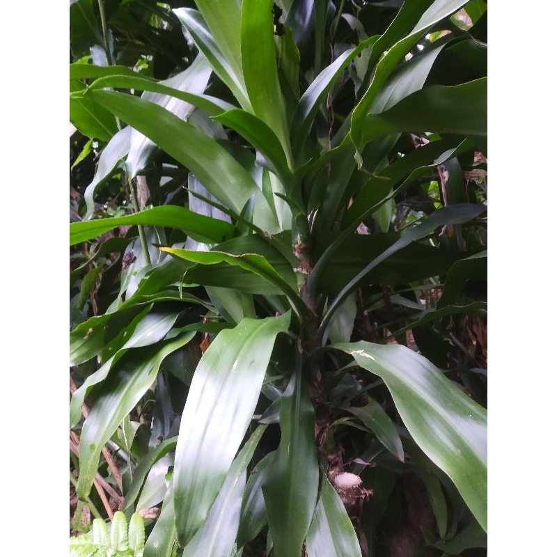 

Daun hanjuang per lembar
