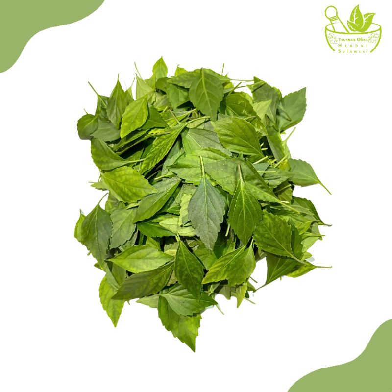 

Daun Kumis Kucing Segar (100 Gram)