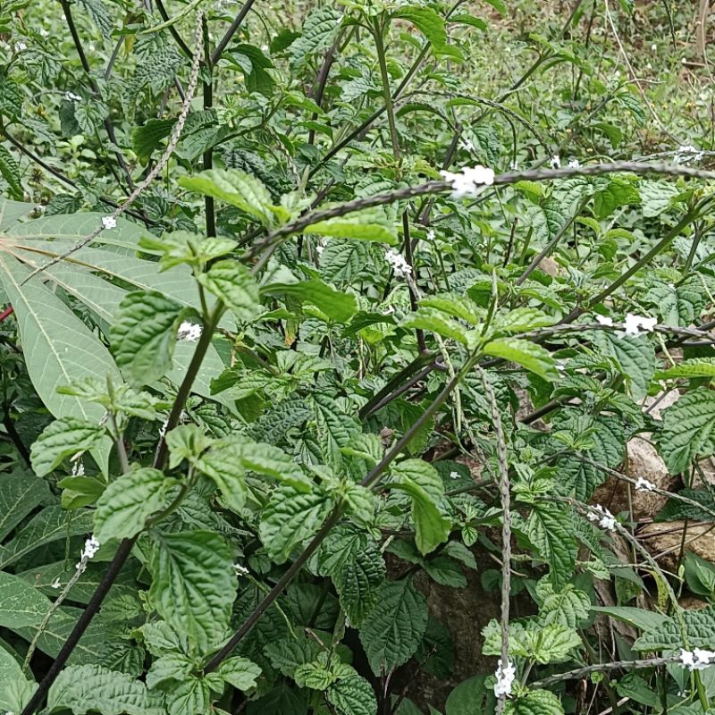 

daun pecut kuda bunga putih segar 250 gram