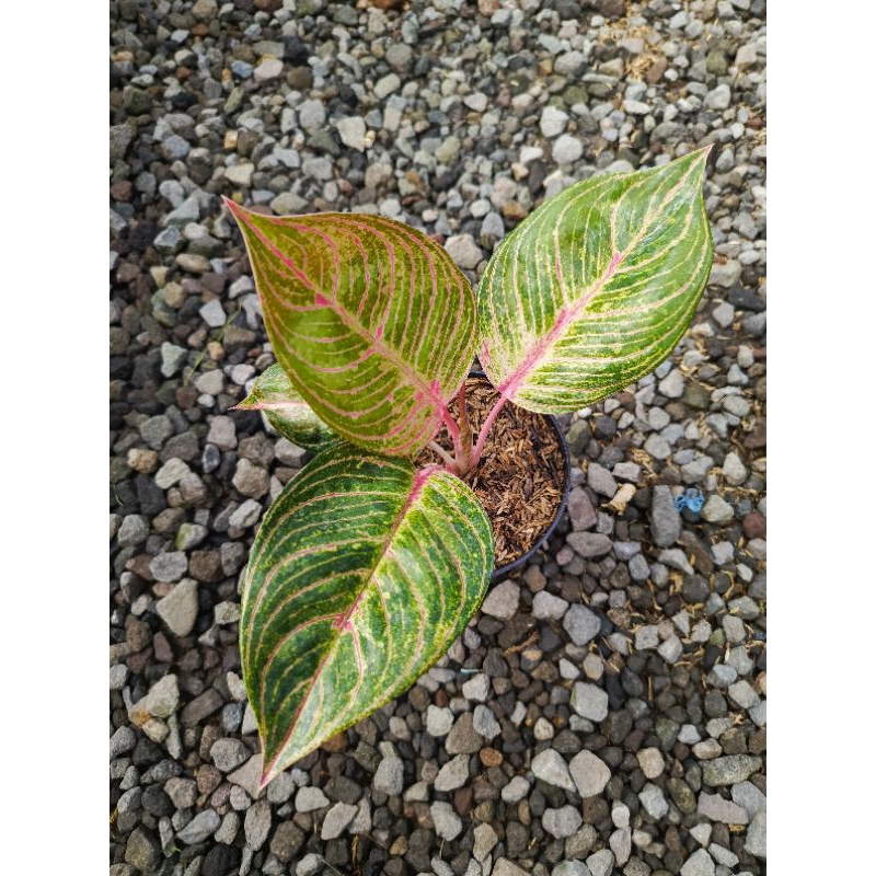 Aglonema Dewi Hughes