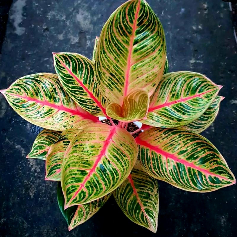 Aglonema Kresna Golden