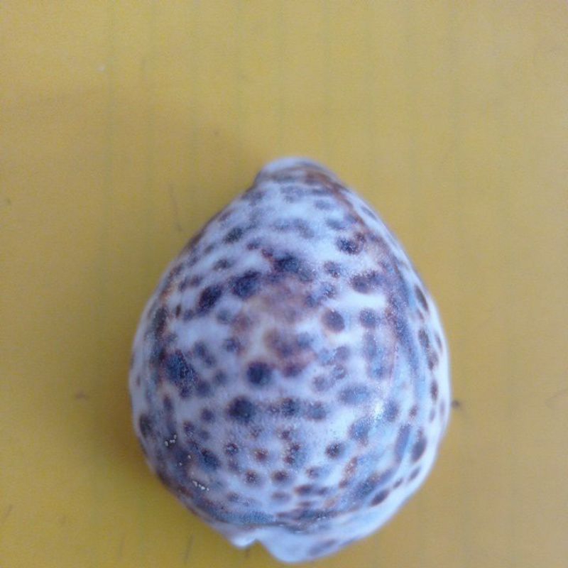 cangkang kerang hias
